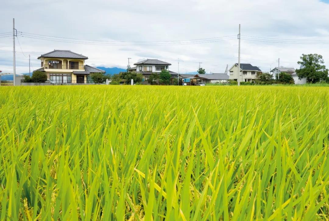深山里富硒茶咖（富硒咖啡好吗）-硒宝网