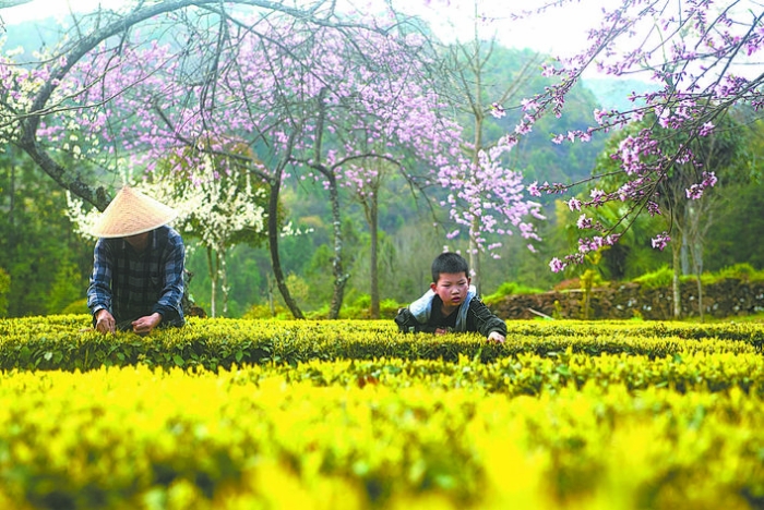 利川有富硒茶吗(湖北利川富硒产品硒片)-硒宝网