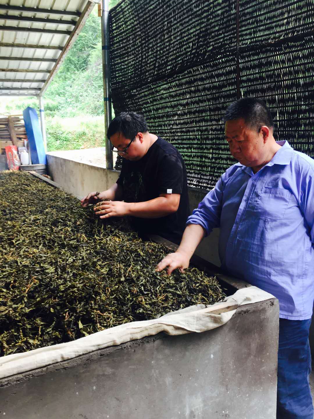 极叶富硒茶公司(富硒茶园)-硒宝网