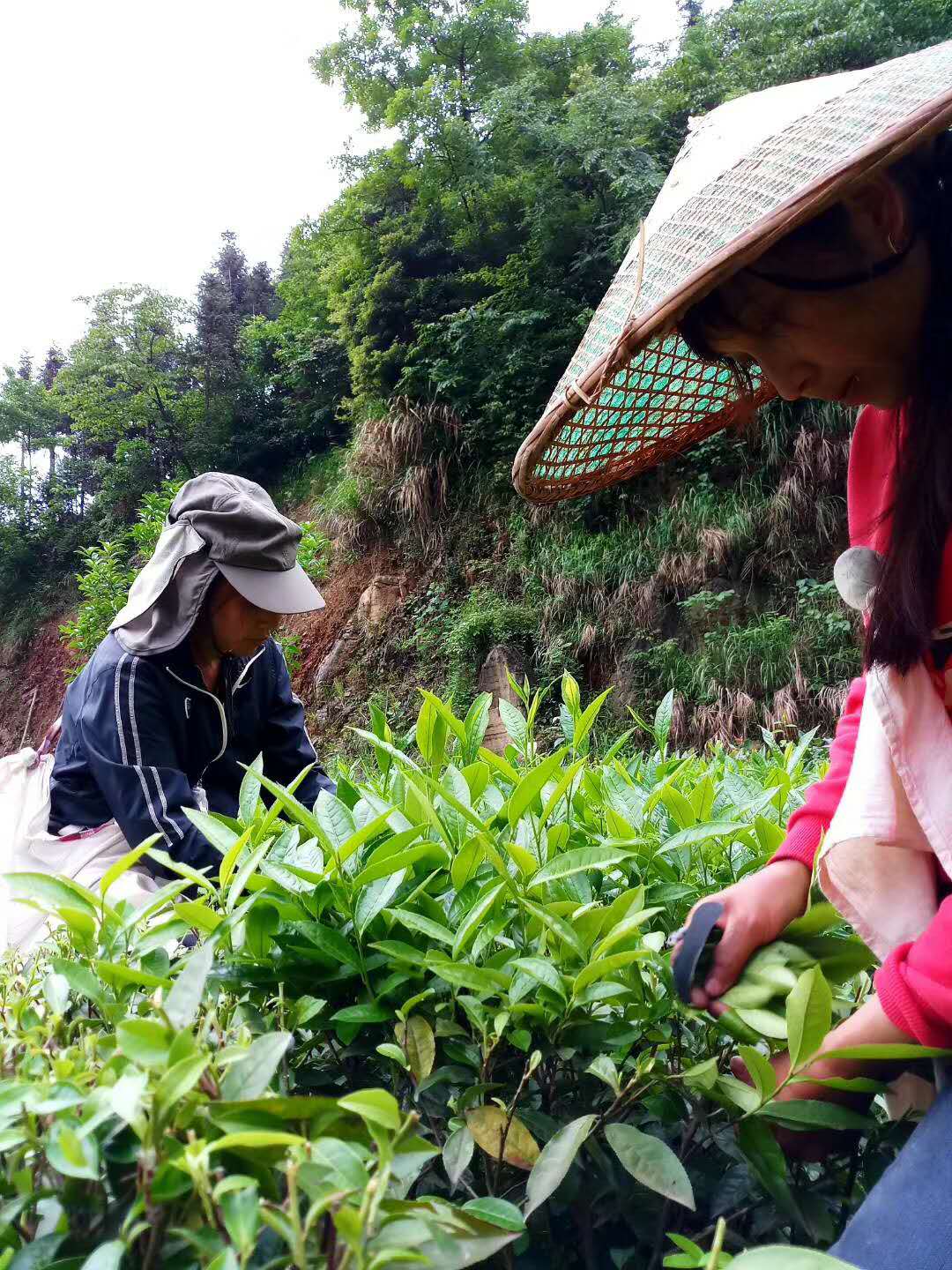 极叶富硒茶公司(富硒茶园)-硒宝网