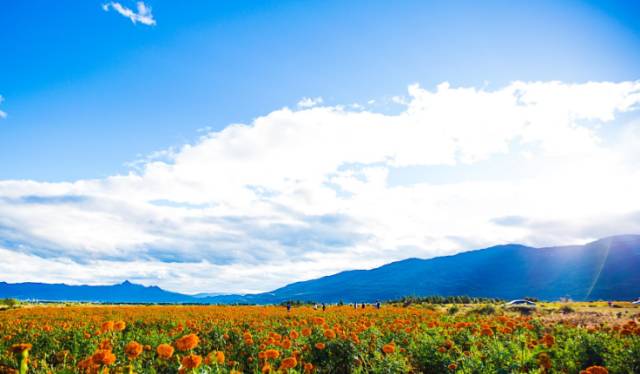 澳门富硒生茶饼（福建富硒茶）-硒宝网