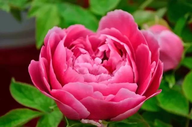 澳门富硒生茶饼（福建富硒茶）-硒宝网