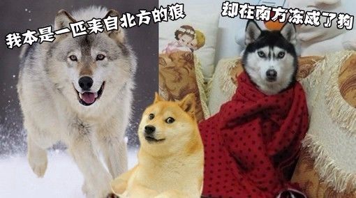 澳门富硒生茶饼（福建富硒茶）-硒宝网