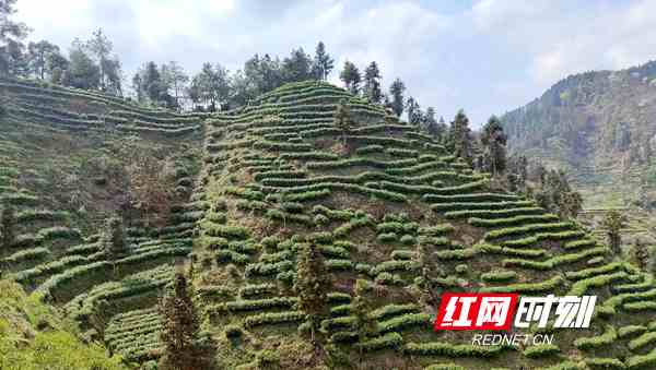 国瑞富硒黄金茶(瑞金茶叶)-硒宝网