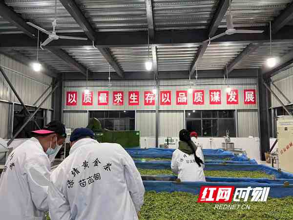 国瑞富硒黄金茶(瑞金茶叶)-硒宝网