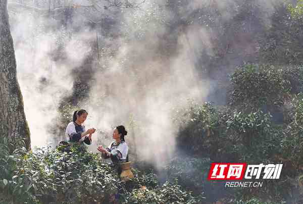 国瑞富硒黄金茶(瑞金茶叶)-硒宝网