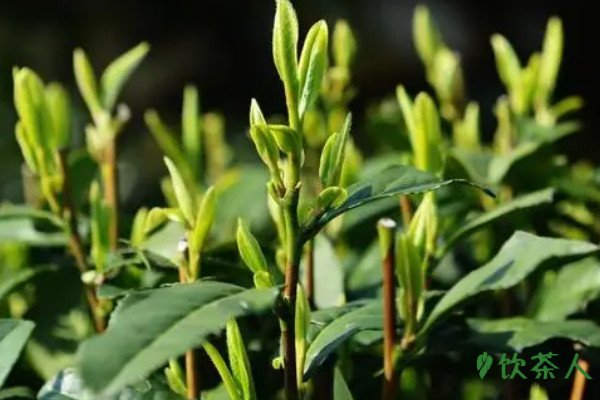 富硒红曲茶多钱(富硒红曲茶的价格)-硒宝网