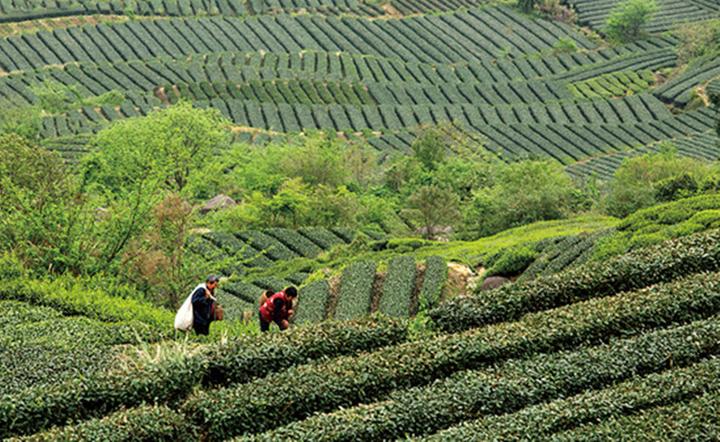 富硒龙井茶价格(龙井硒含量)-硒宝网