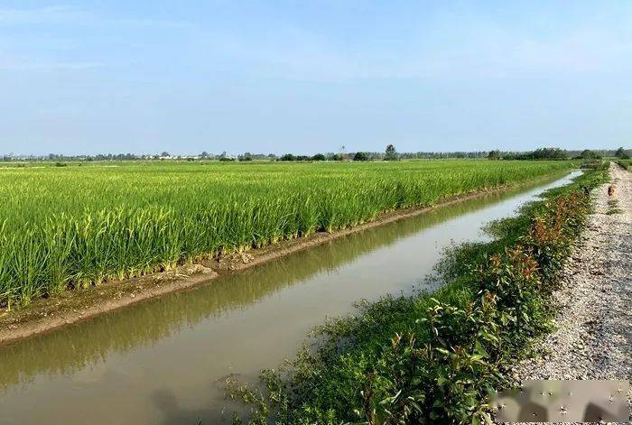 如何种植富硒茶（富硒茶生长环境）-硒宝网