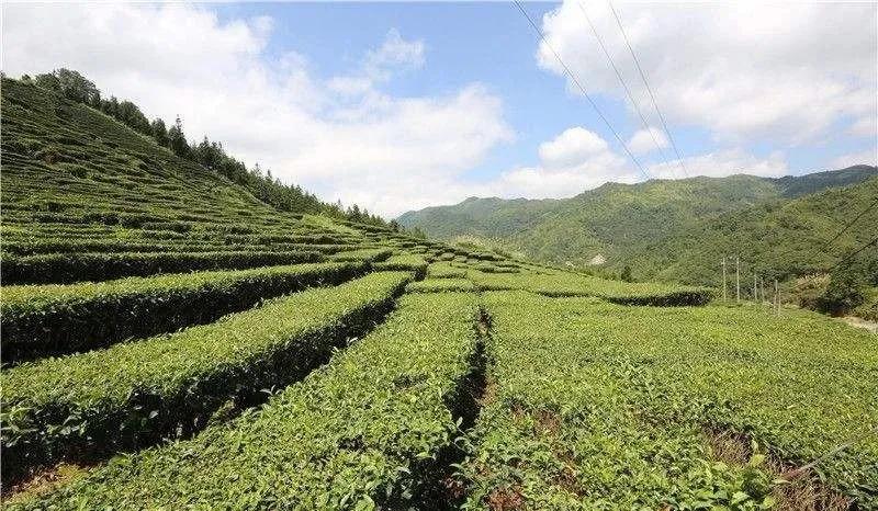 达州固军富硒茶(达州固军富硒茶)-硒宝网