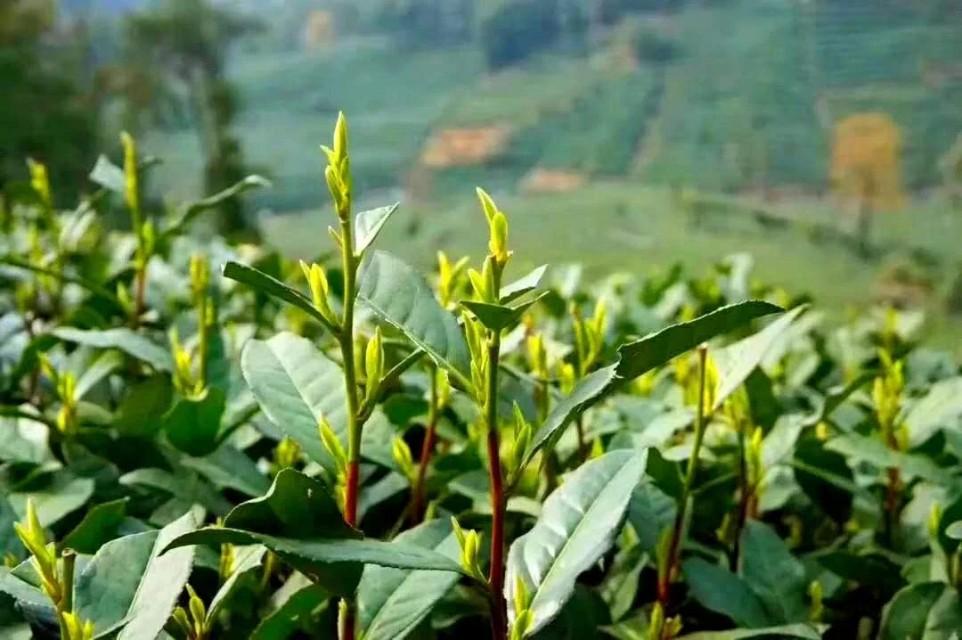 紫阳栗香富硒茶(紫阳茶富硒茶)-硒宝网