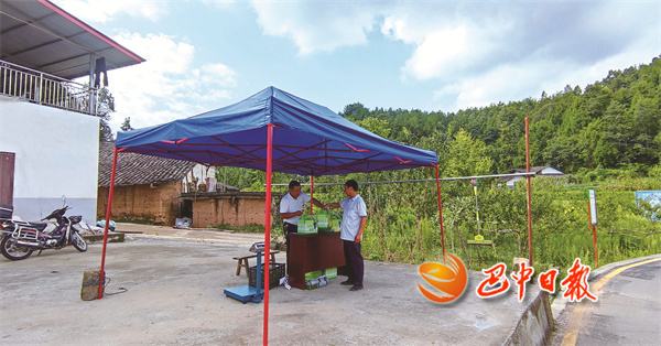 如何种植富硒茶（富硒茶叶）-硒宝网
