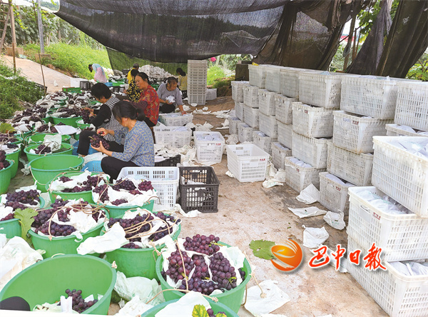 如何种植富硒茶（富硒茶叶）-硒宝网