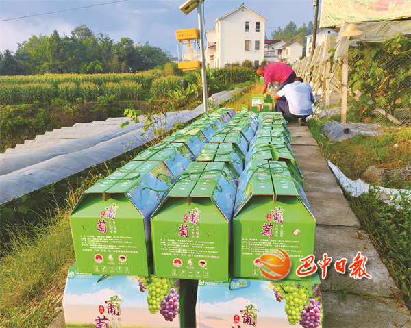 如何种植富硒茶（富硒茶叶）-硒宝网