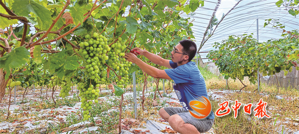 如何种植富硒茶（富硒茶叶）-硒宝网