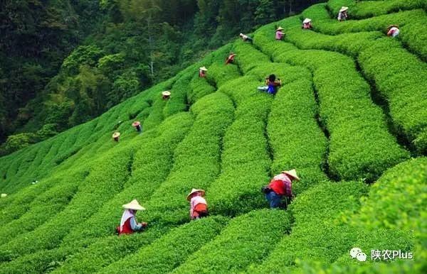 安康富硒苦荞茶（安康苦荞酒价格）-硒宝网