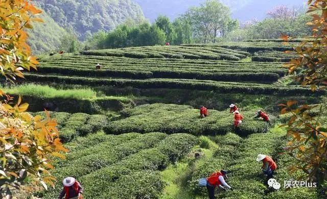 安康富硒苦荞茶（安康苦荞酒价格）-硒宝网