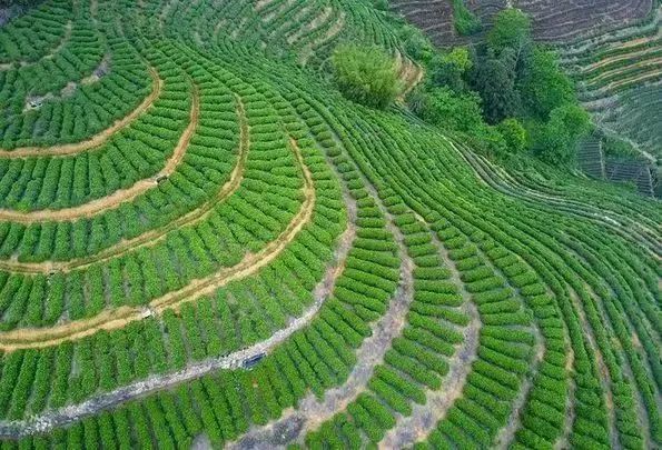 年韵富硒银针茶（硒韵茶叶有限公司）-硒宝网