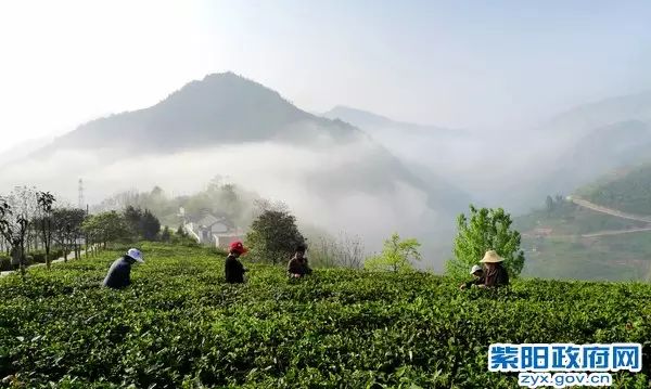 紫阳富硒茶大v（紫阳富硒茶厂）-硒宝网