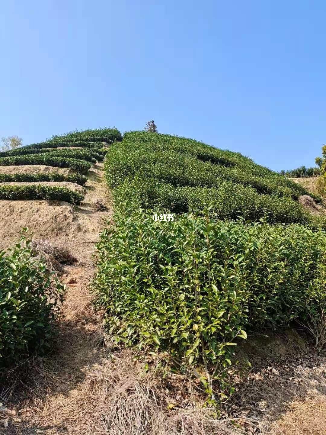南龙富硒茶简介(富硒茶的介绍)-硒宝网