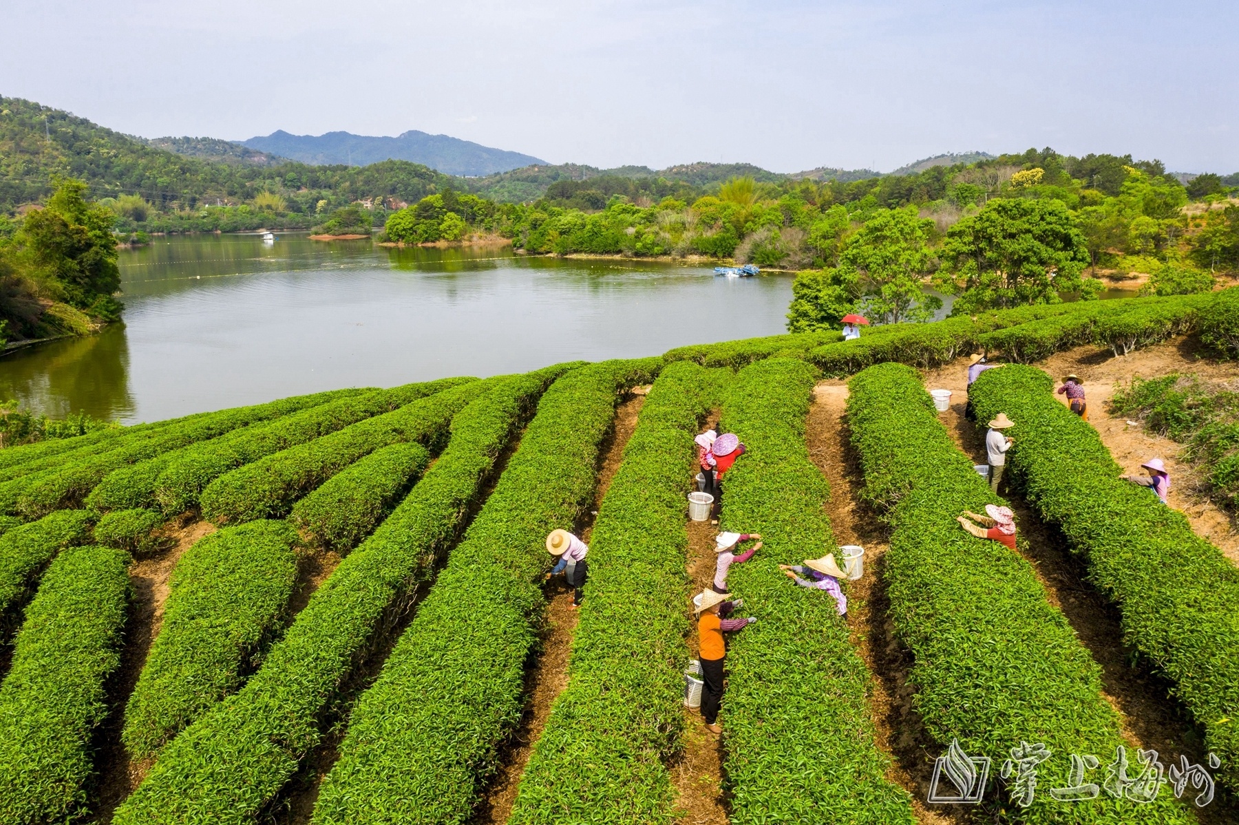焕古富硒茶特点(富硒茶的种类)-硒宝网