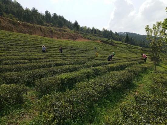 焕古富硒茶特点(富硒茶的种类)-硒宝网