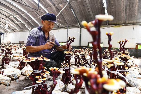 富硒灵芝养生茶（富硒灵芝组合）-硒宝网