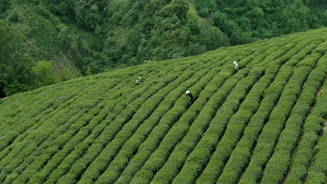 紫阳富硒茶中的(茶紫阳富硒中含有什么)-硒宝网