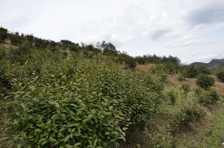 安康胡氏富硒茶（安康富硒茶的功效与作用）-硒宝网