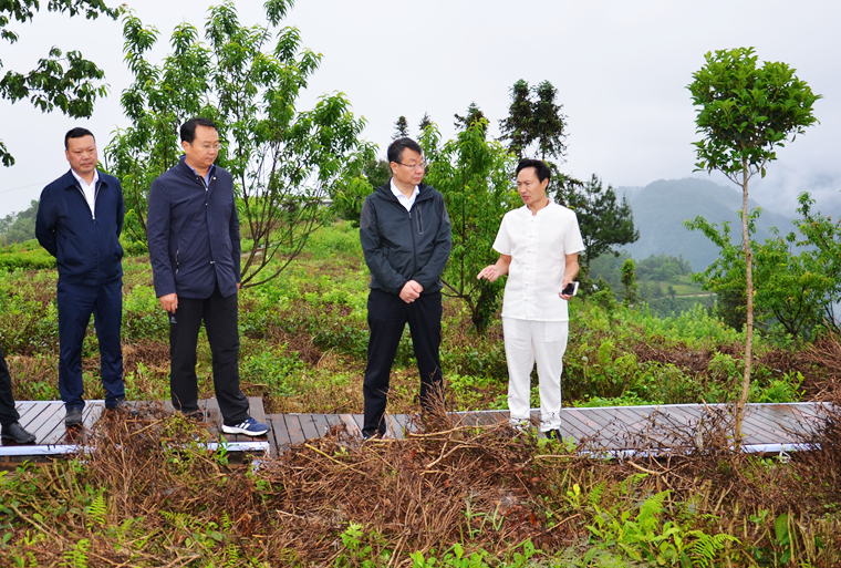 夷陵高山富硒茶(高山富硒茶多少钱一斤)-硒宝网