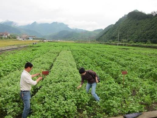 凉山富硒苦荞茶(大凉山的苦荞茶多少钱一斤)-硒宝网