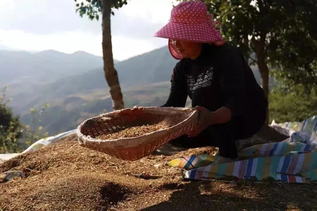 凉山富硒苦荞茶(大凉山的苦荞茶多少钱一斤)-硒宝网