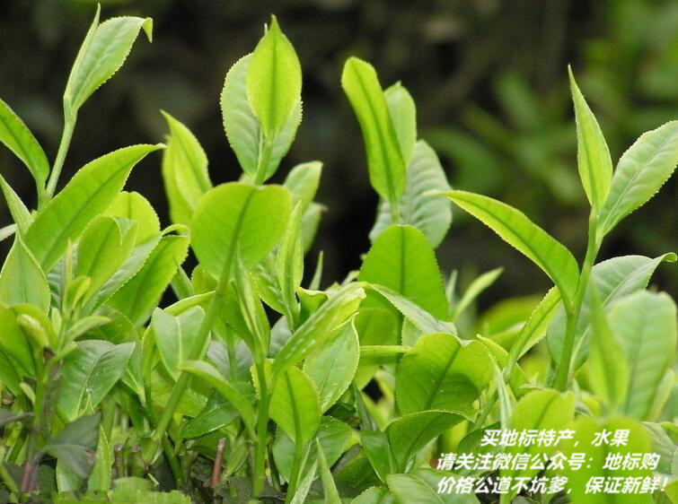 贵州寿眉富硒茶(贵州富硒红茶)-硒宝网