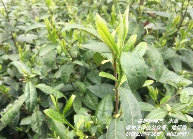 贵州寿眉富硒茶(贵州富硒红茶)-硒宝网