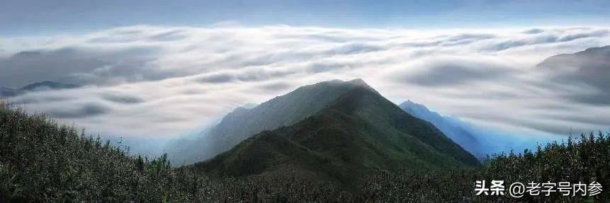 汕头富硒生茶饼（富硒茶园）-硒宝网