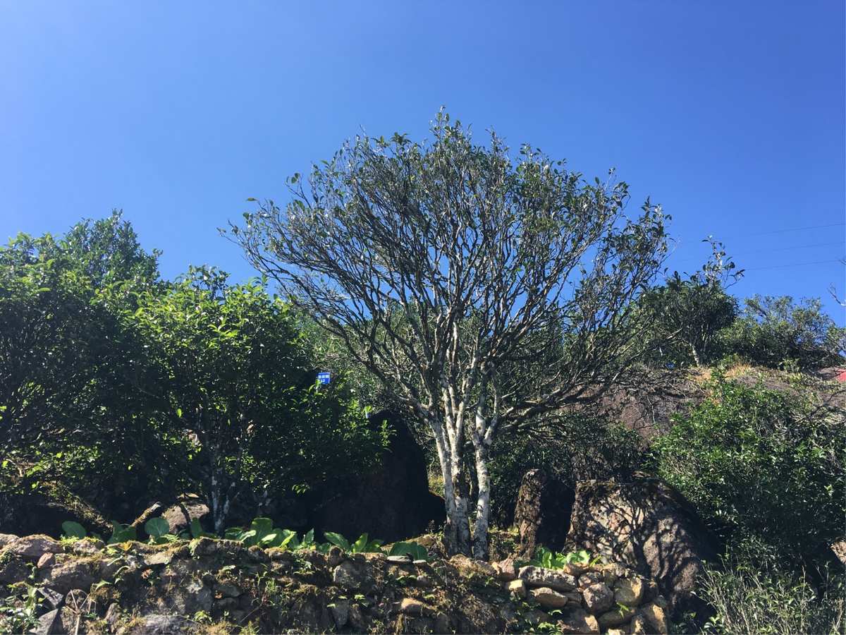 开阳富硒茶贡茗(富硒贡茶是绿茶吗)-硒宝网