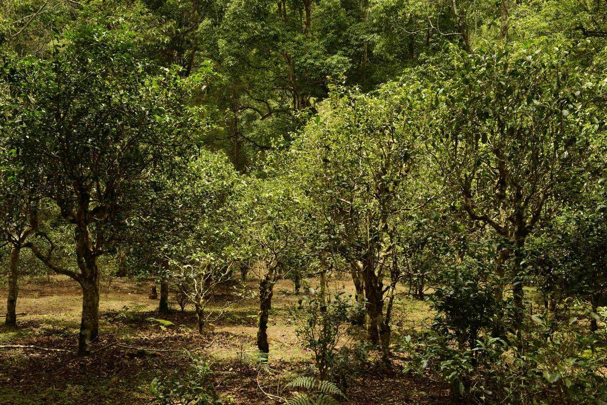 开阳富硒茶贡茗(富硒贡茶是绿茶吗)-硒宝网