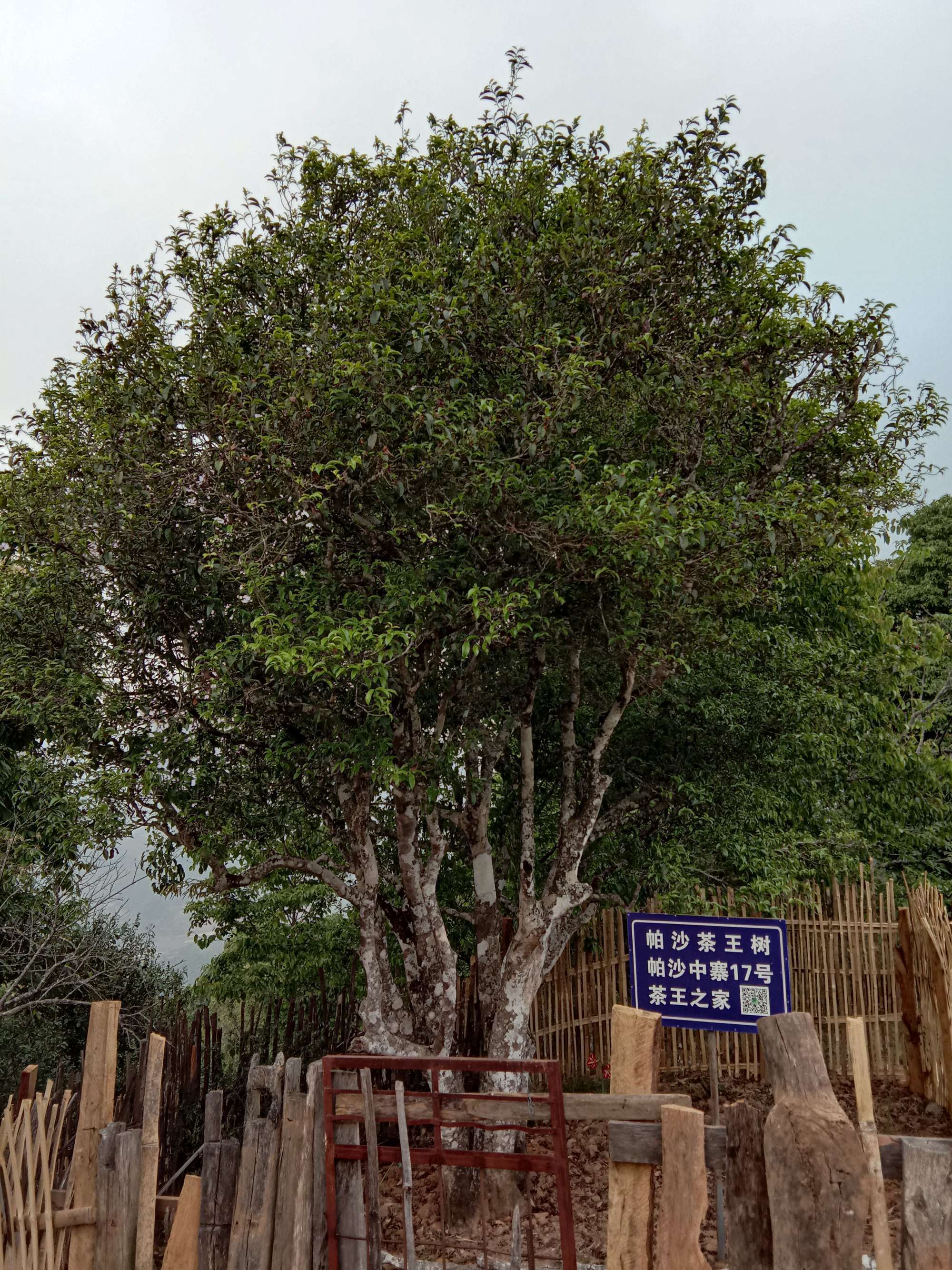 开阳富硒茶贡茗(富硒贡茶是绿茶吗)-硒宝网