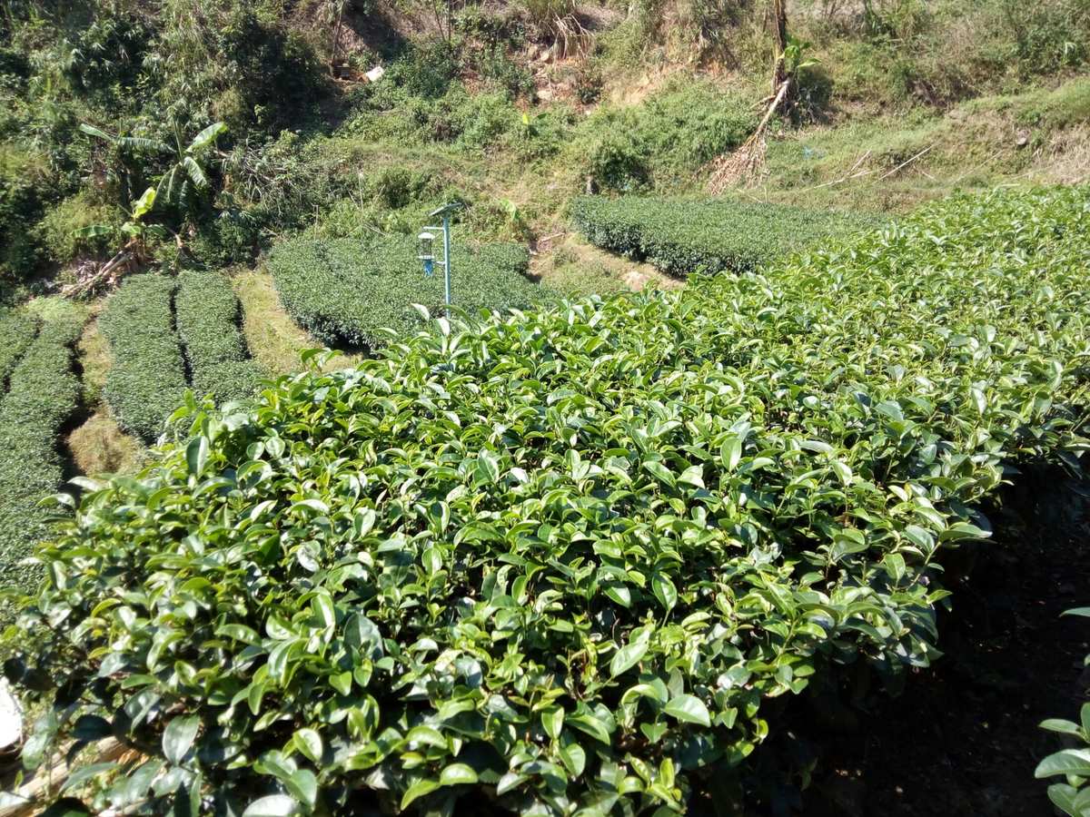 开阳富硒茶贡茗(富硒贡茶是绿茶吗)-硒宝网