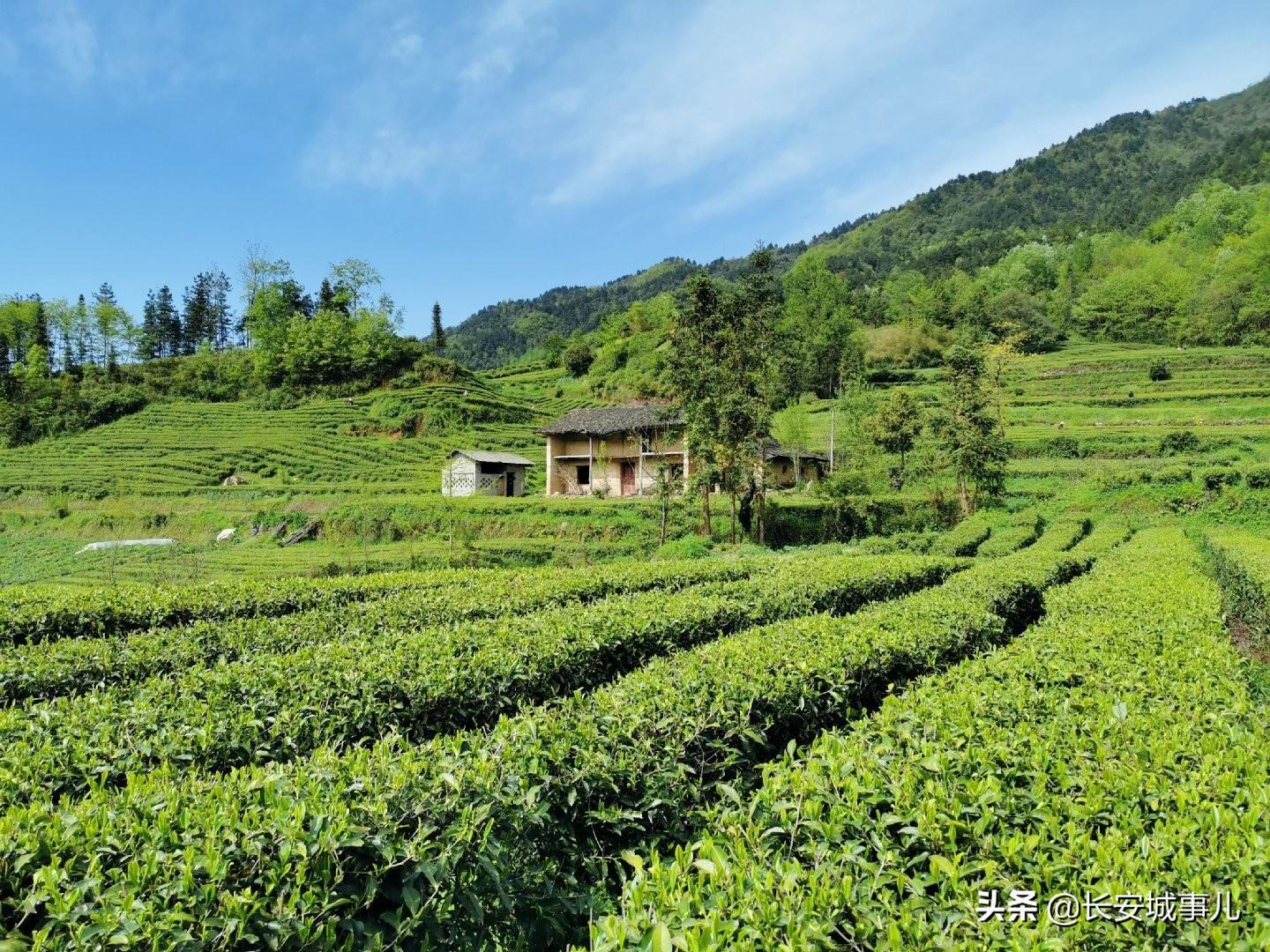 镇巴楮河富硒茶(富硒茶走廊)-硒宝网