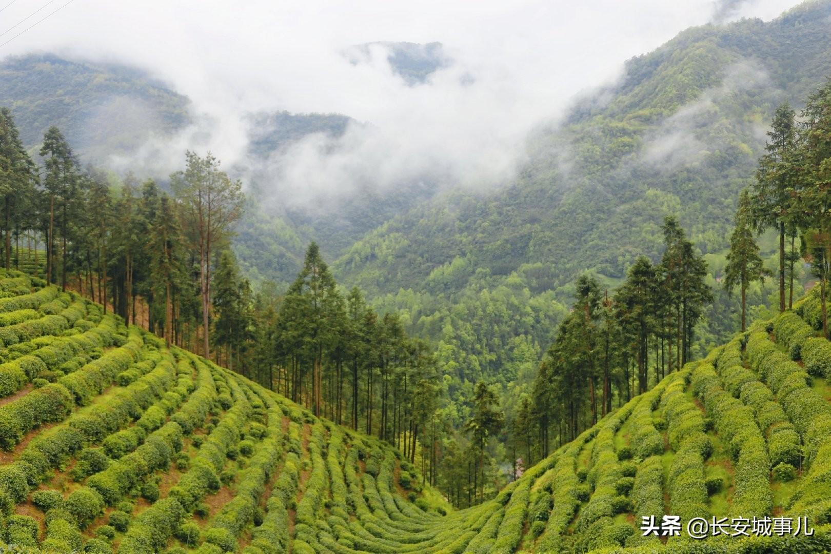 镇巴楮河富硒茶(富硒茶走廊)-硒宝网