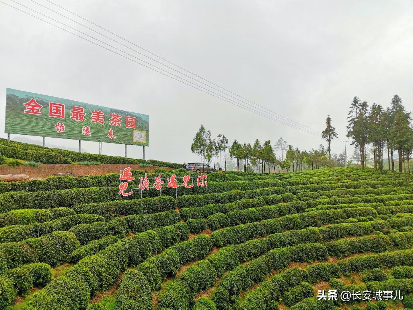 镇巴楮河富硒茶(富硒茶走廊)-硒宝网