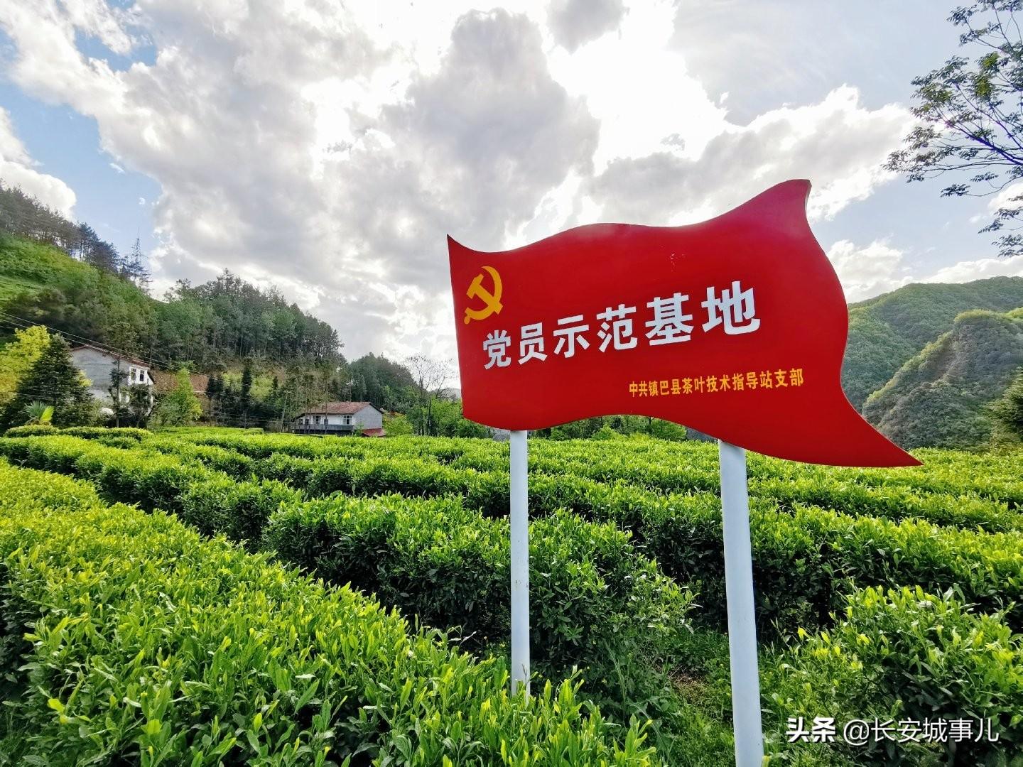 镇巴楮河富硒茶(富硒茶走廊)-硒宝网