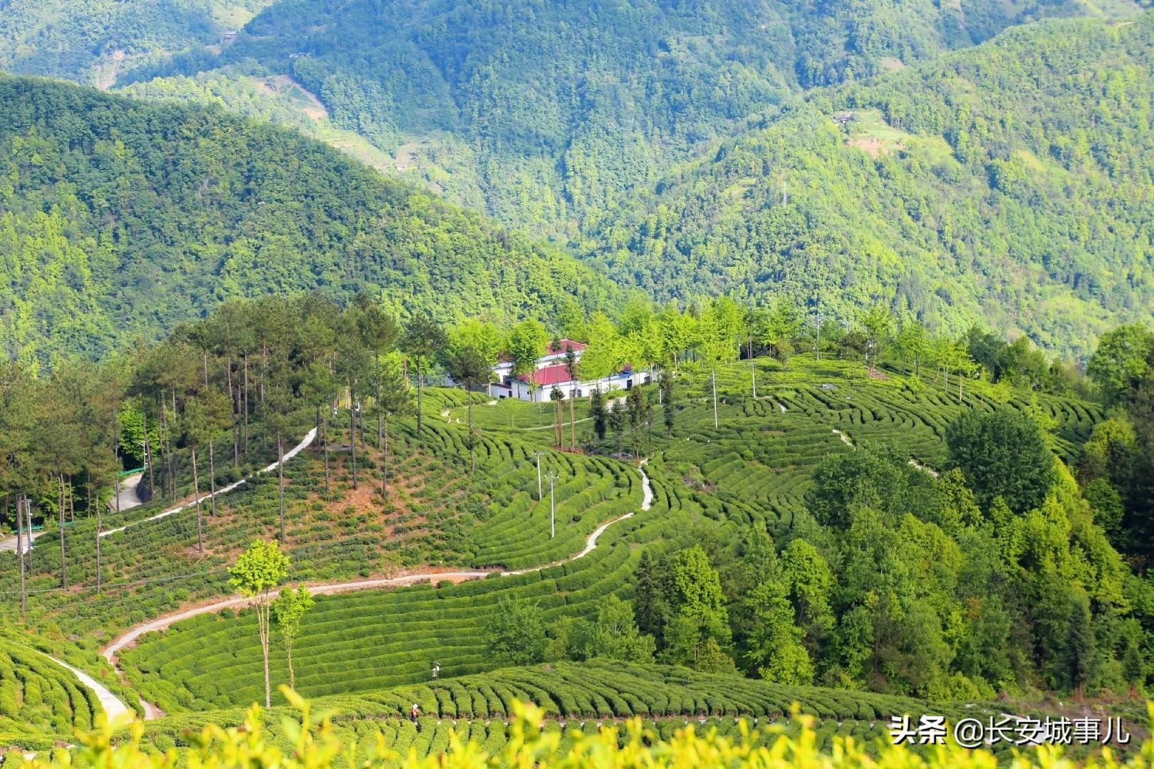 镇巴楮河富硒茶(富硒茶走廊)-硒宝网