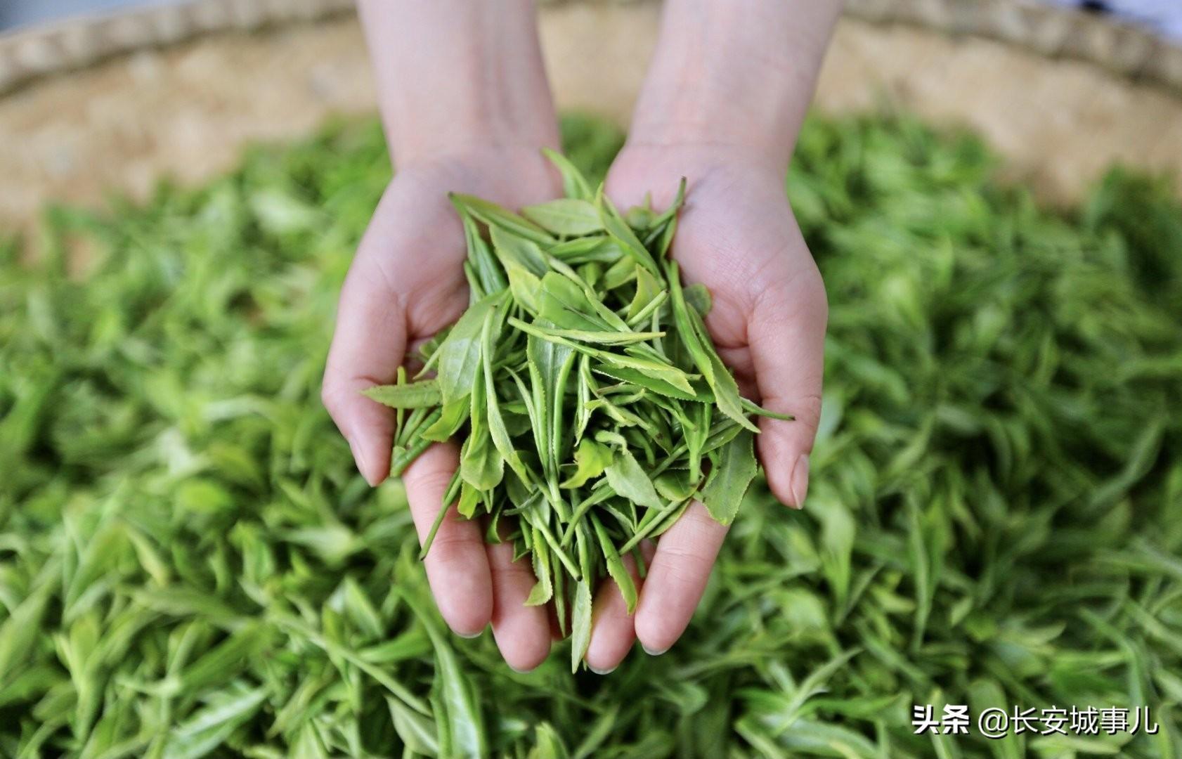 镇巴楮河富硒茶(富硒茶走廊)-硒宝网