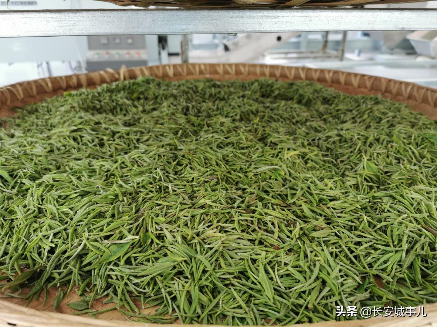 镇巴楮河富硒茶(富硒茶走廊)-硒宝网