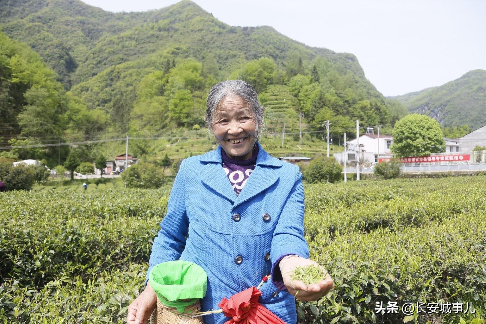 镇巴楮河富硒茶(富硒茶走廊)-硒宝网