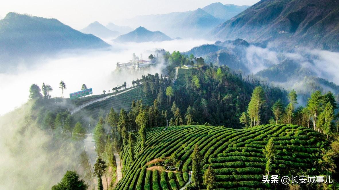 镇巴楮河富硒茶(富硒茶走廊)-硒宝网