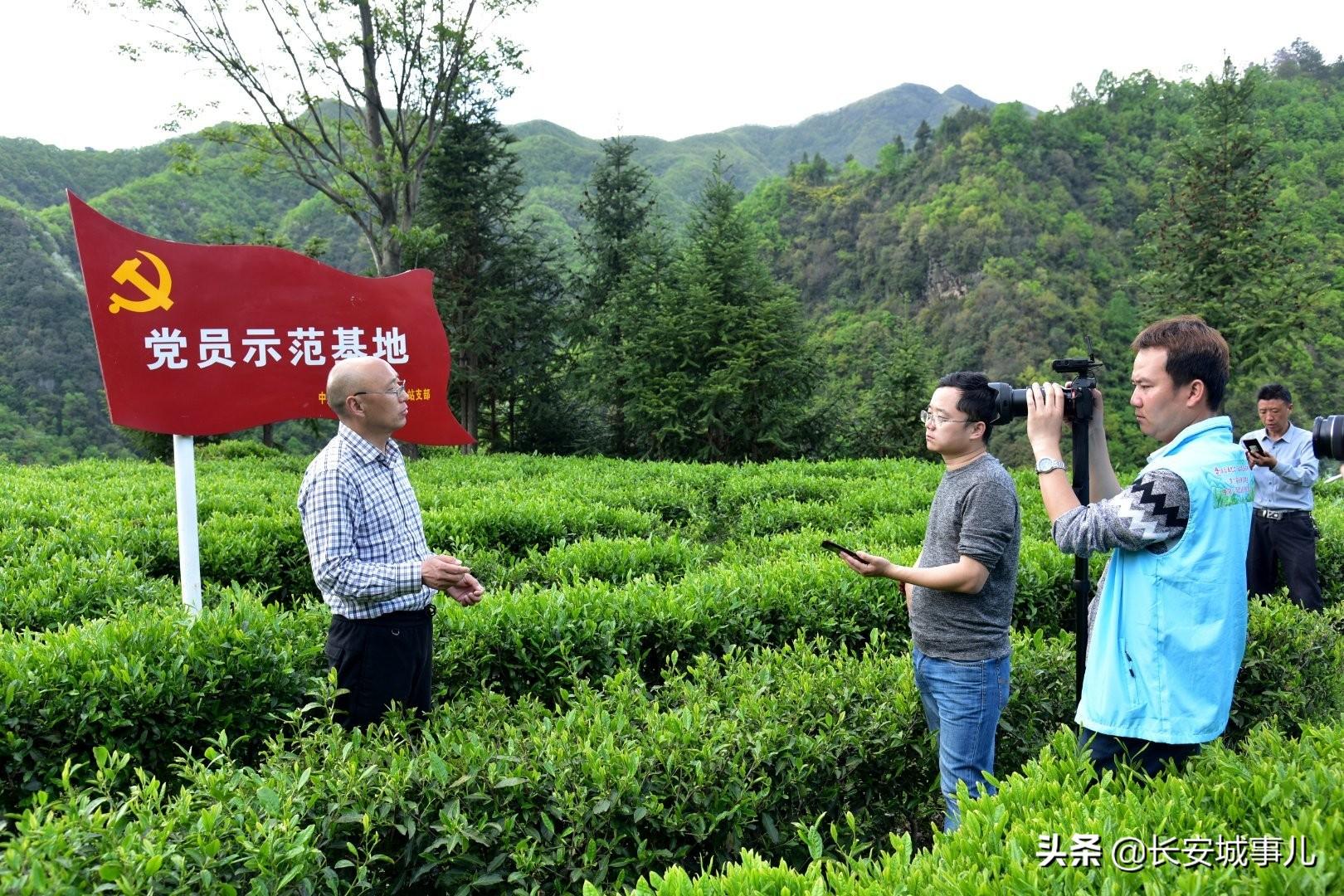 镇巴楮河富硒茶(富硒茶走廊)-硒宝网