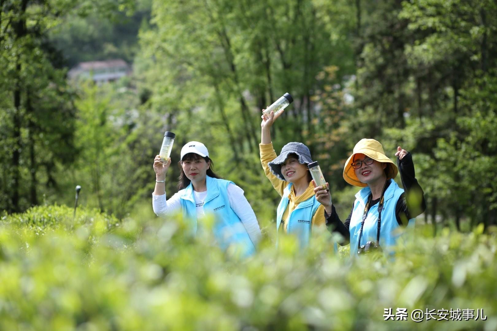 镇巴楮河富硒茶(富硒茶走廊)-硒宝网